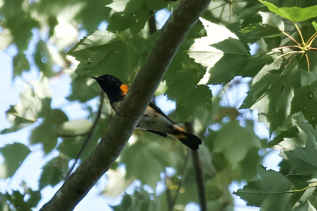 American Redstart - ML641631044