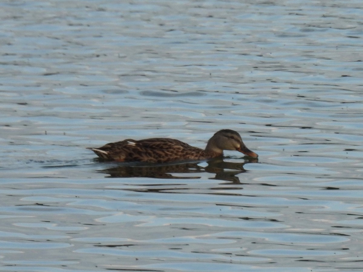 Canard colvert - ML641631055
