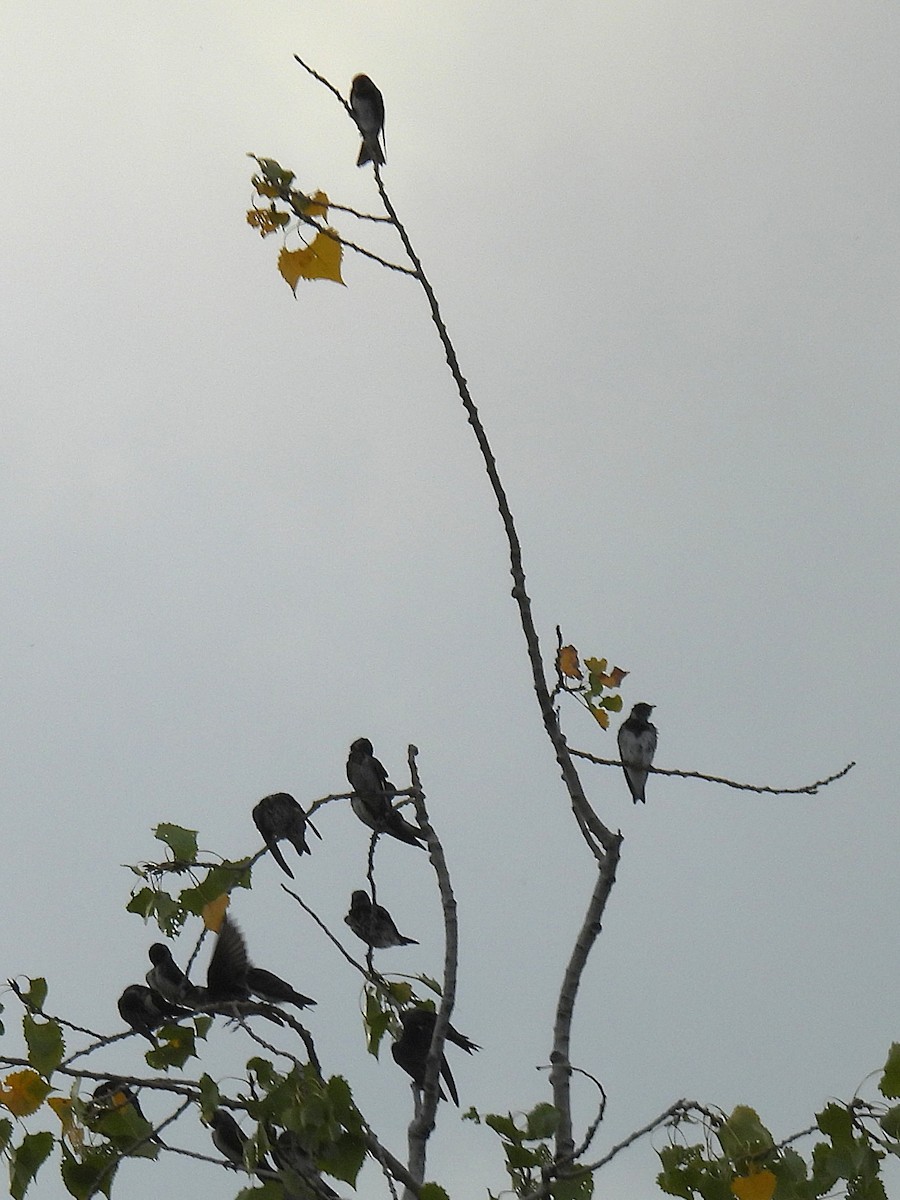 Hirondelle noire - ML641631084