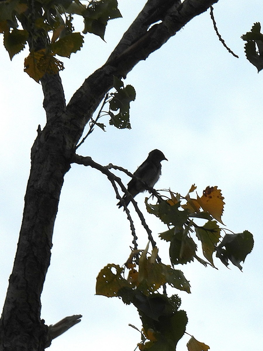Hirondelle noire - ML641631087