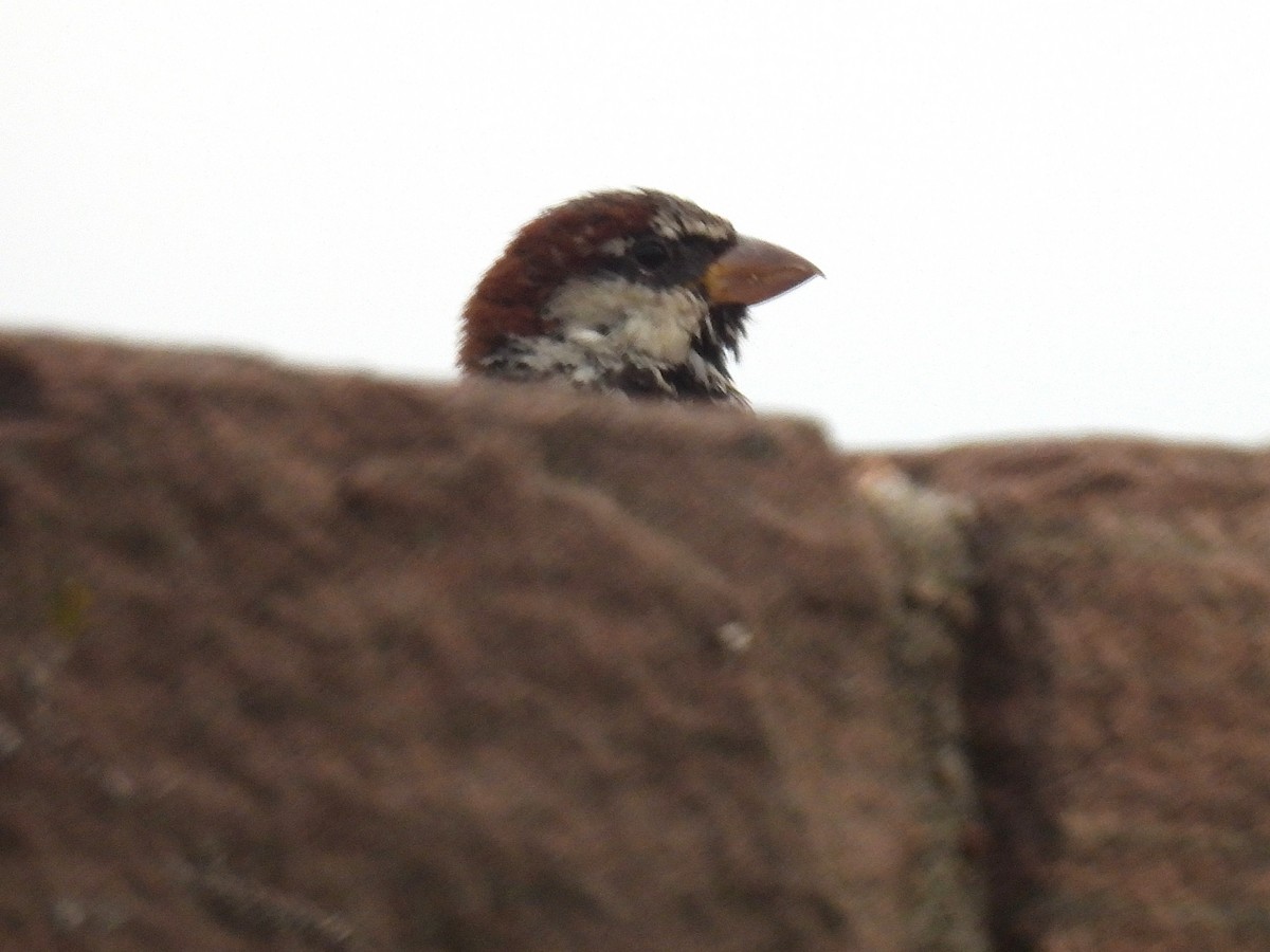 Moineau domestique - ML641631111