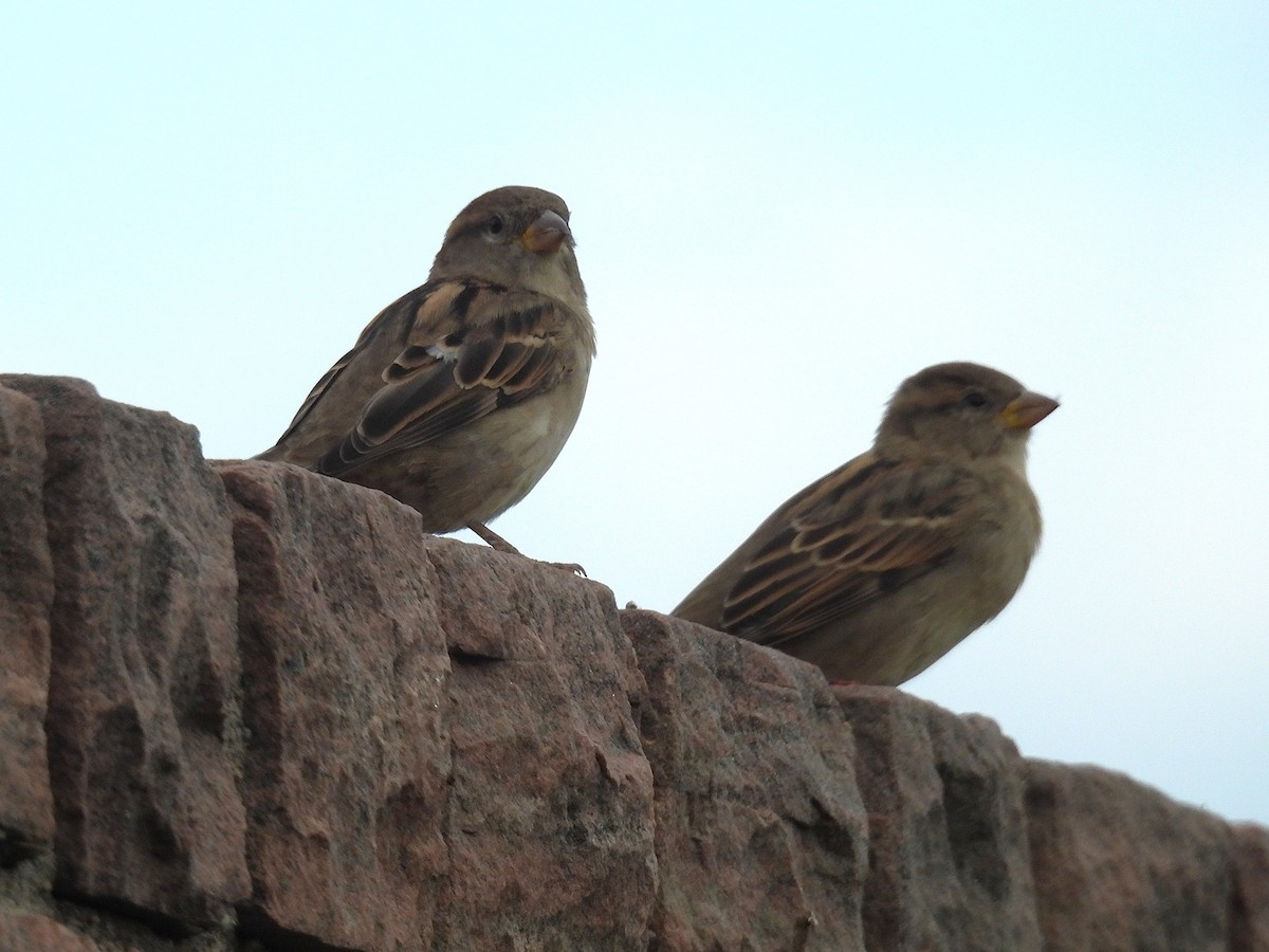 Moineau domestique - ML641631112