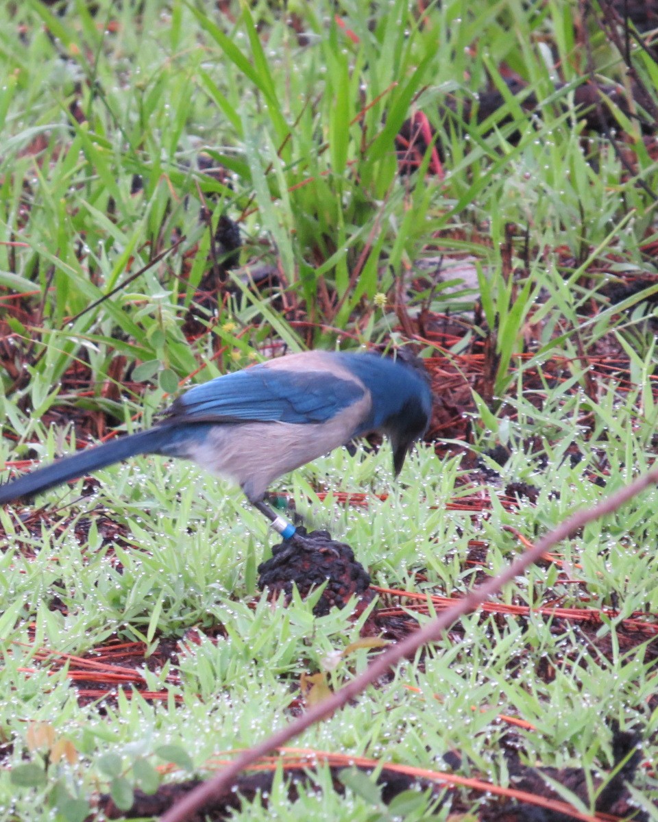 Florida Scrub-Jay - ML641631113
