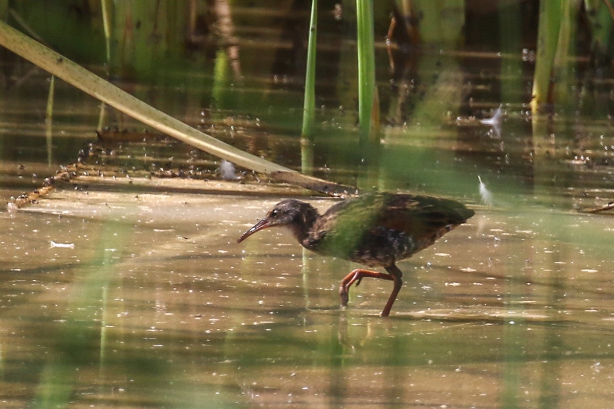 Virginia Rail - ML641631158