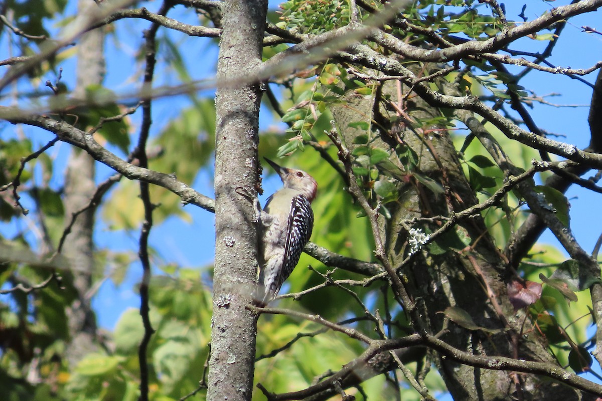 Red-bellied Woodpecker - ML641631174