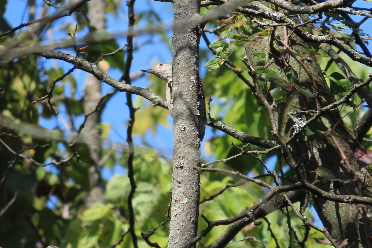 Red-bellied Woodpecker - ML641631184