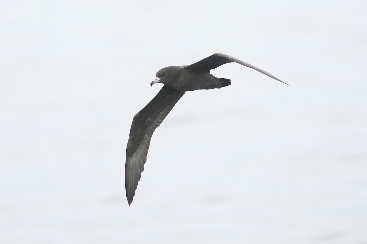 Flesh-footed Shearwater - ML641631248