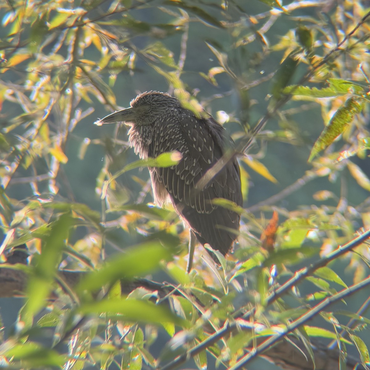 Yellow-crowned Night Heron - ML641631292