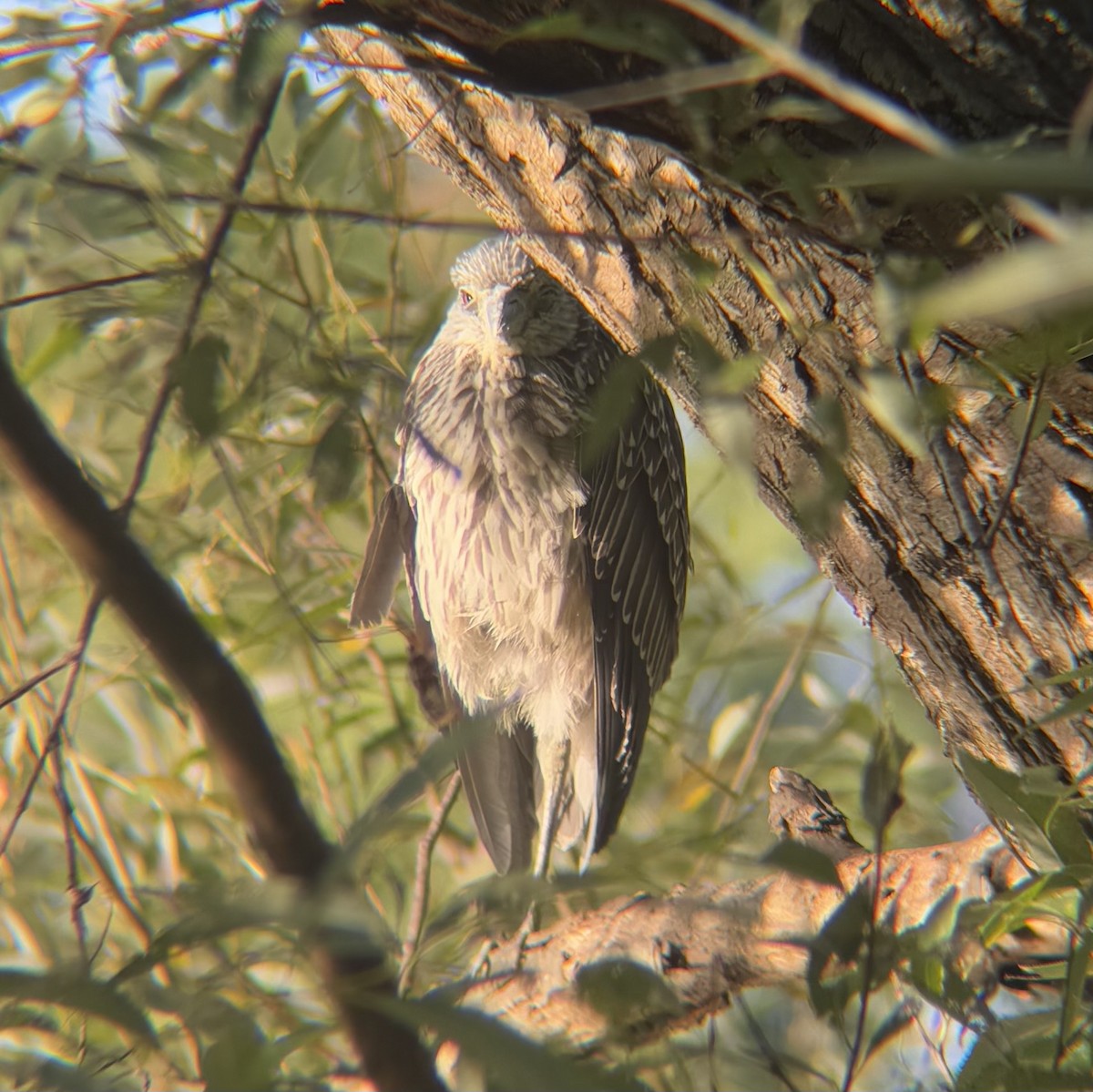 Yellow-crowned Night Heron - ML641631293
