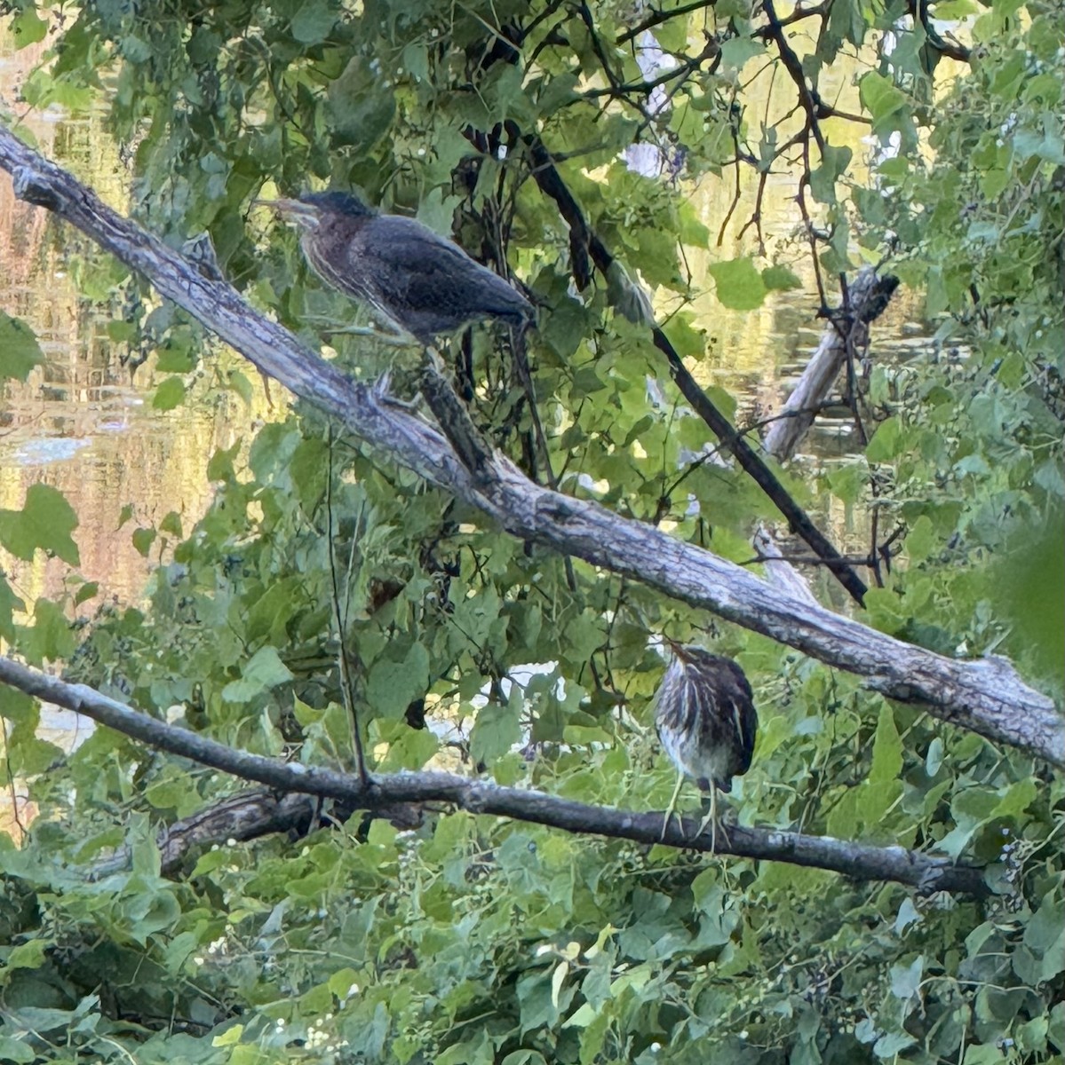 Green Heron - ML641631359