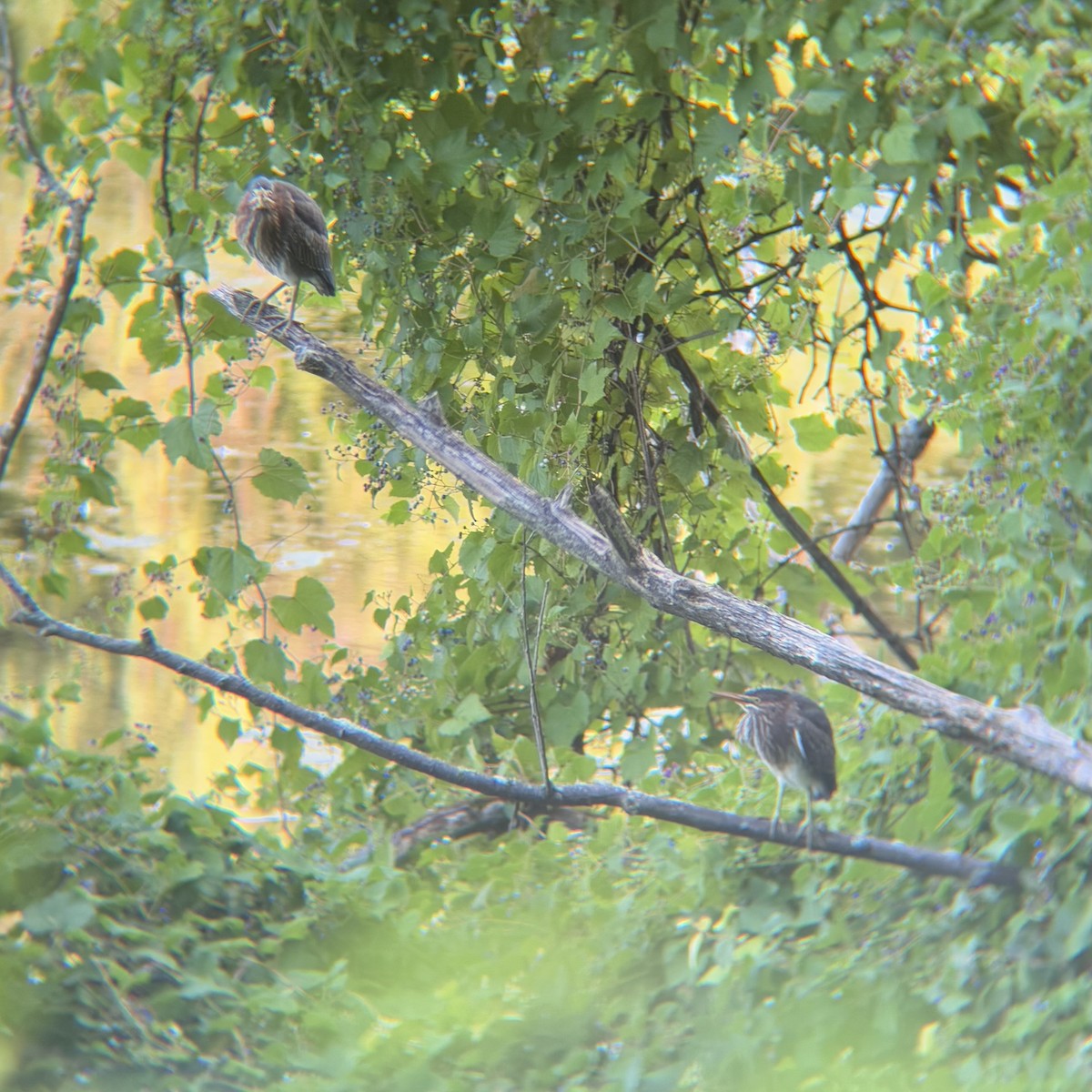 Green Heron - ML641631360