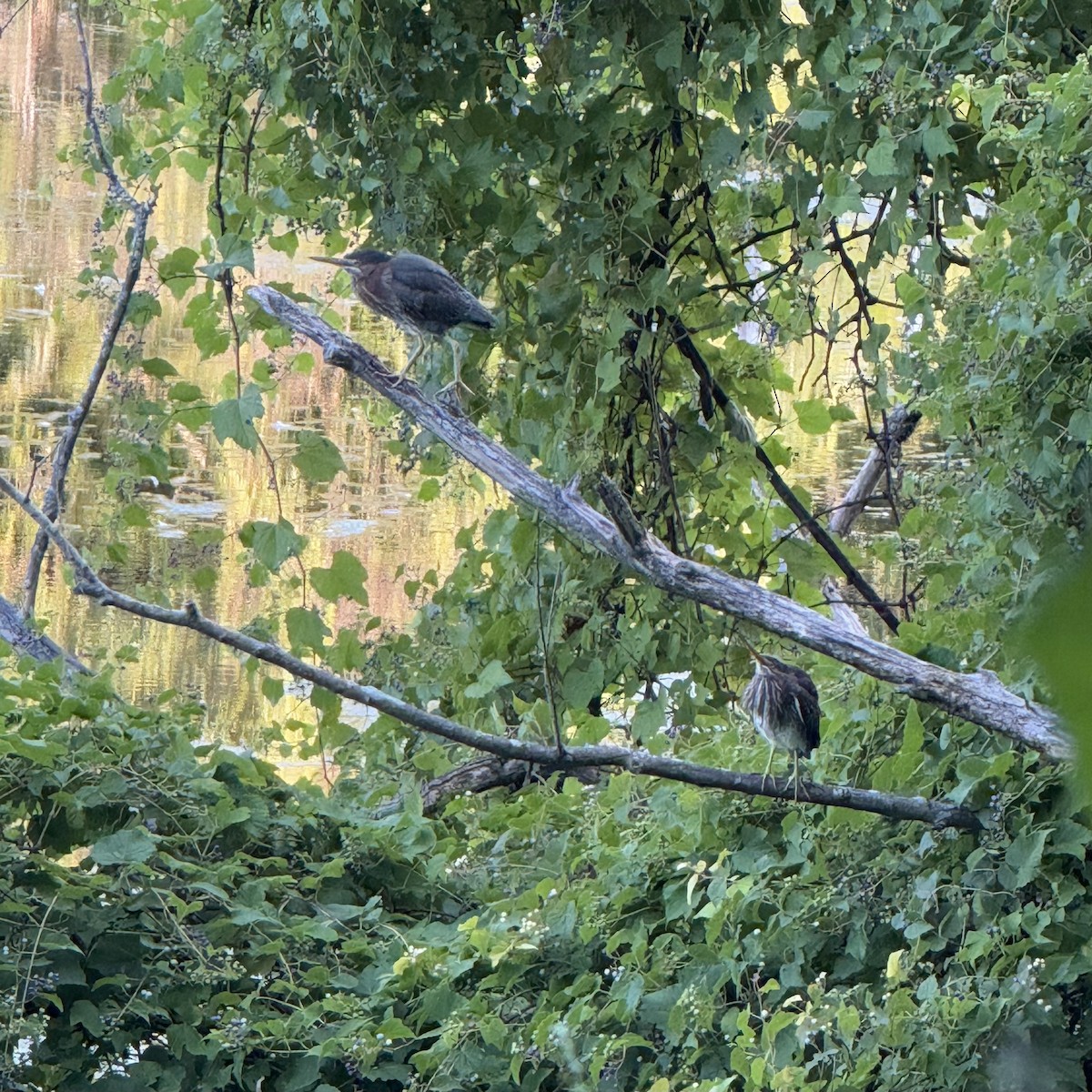 Green Heron - ML641631362