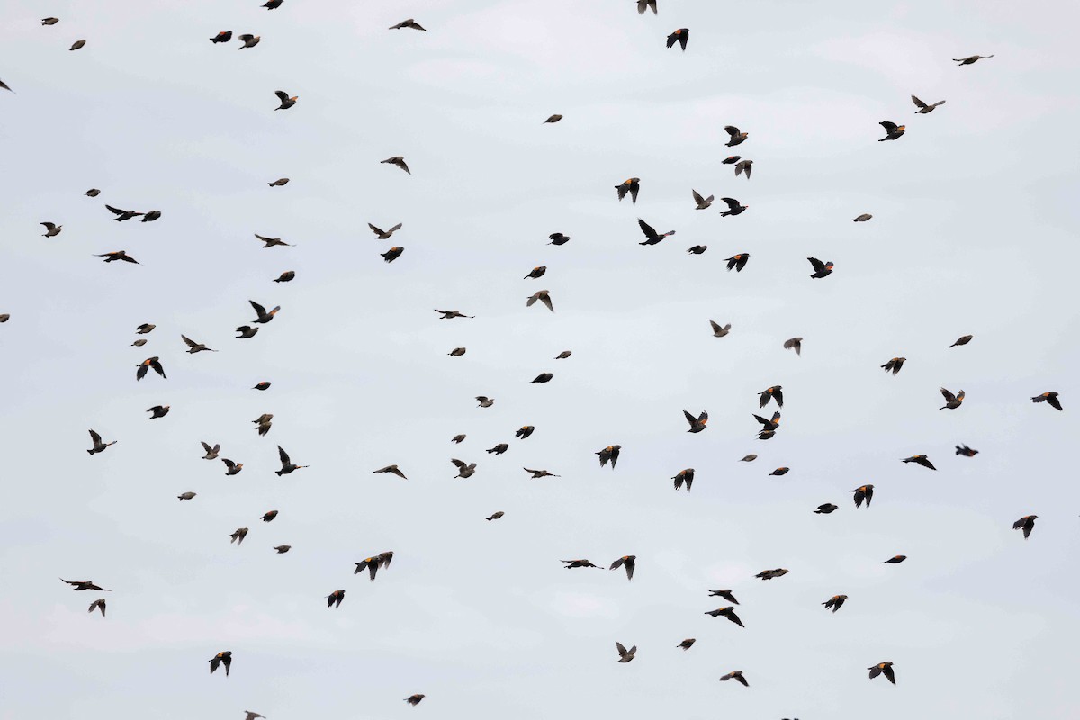 Red-winged Blackbird - ML641631420