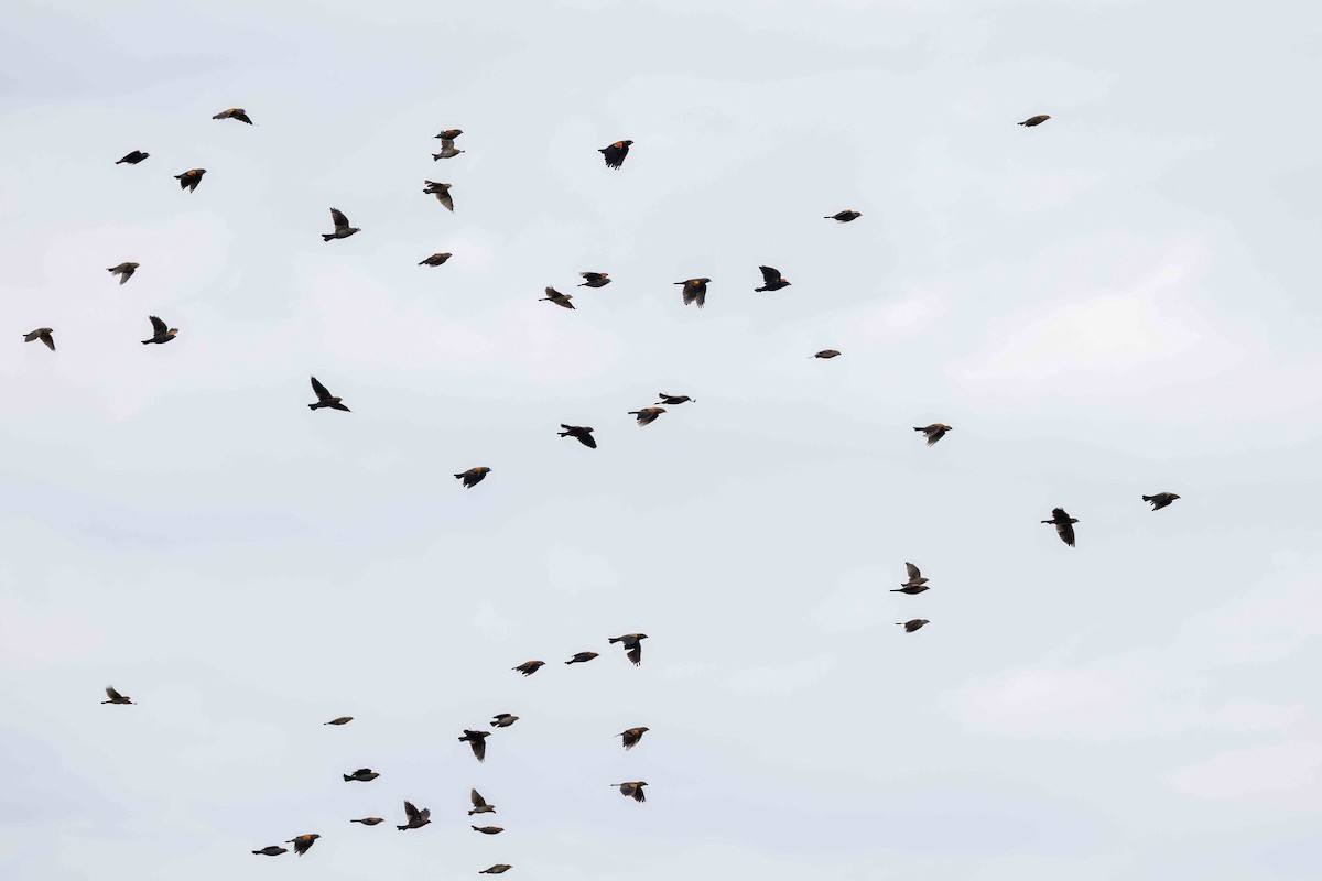 Red-winged Blackbird - ML641631428