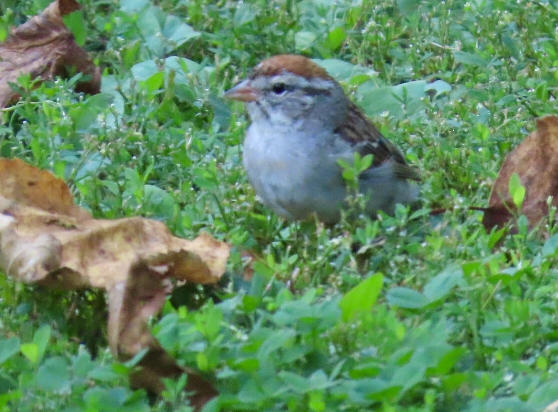 Chipping Sparrow - ML641631472