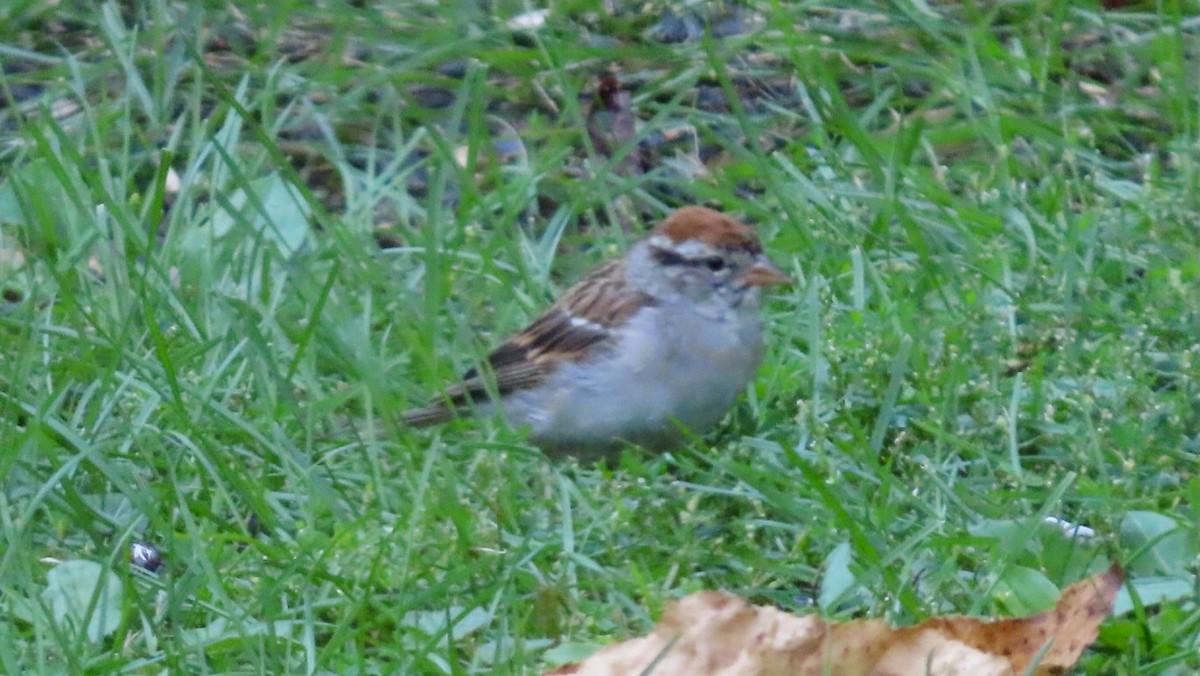 Chipping Sparrow - ML641631473