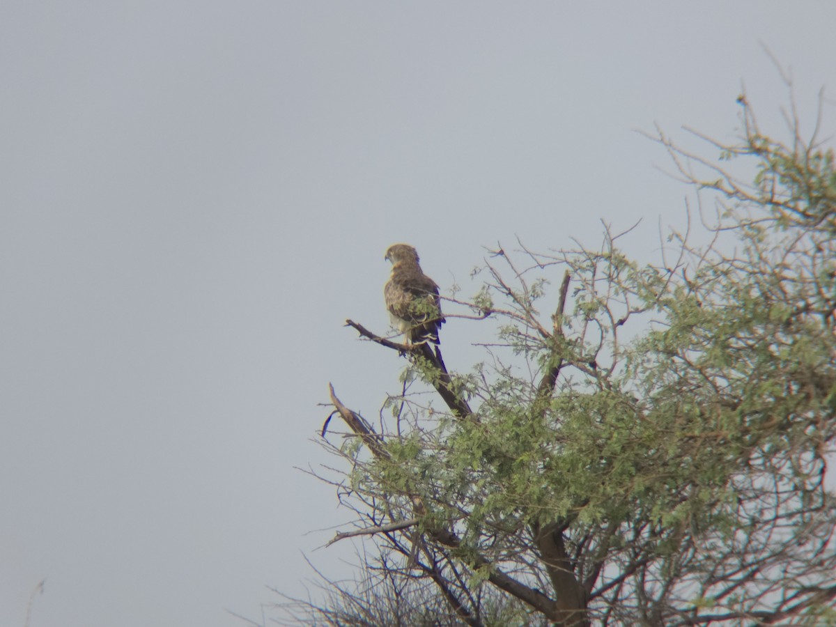 Short-toed Snake-Eagle - Parag Tank
