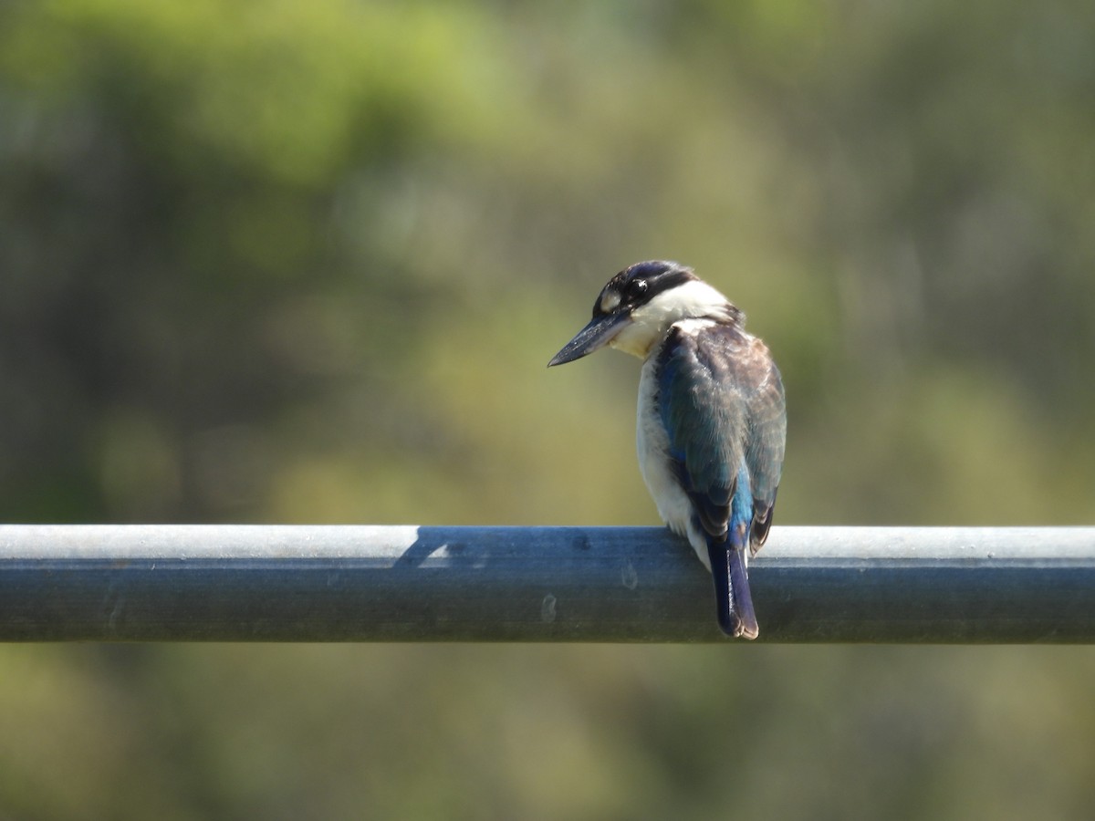 Forest Kingfisher - ML641631554