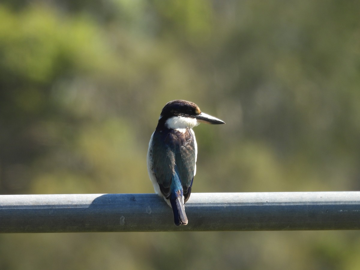 Forest Kingfisher - ML641631555
