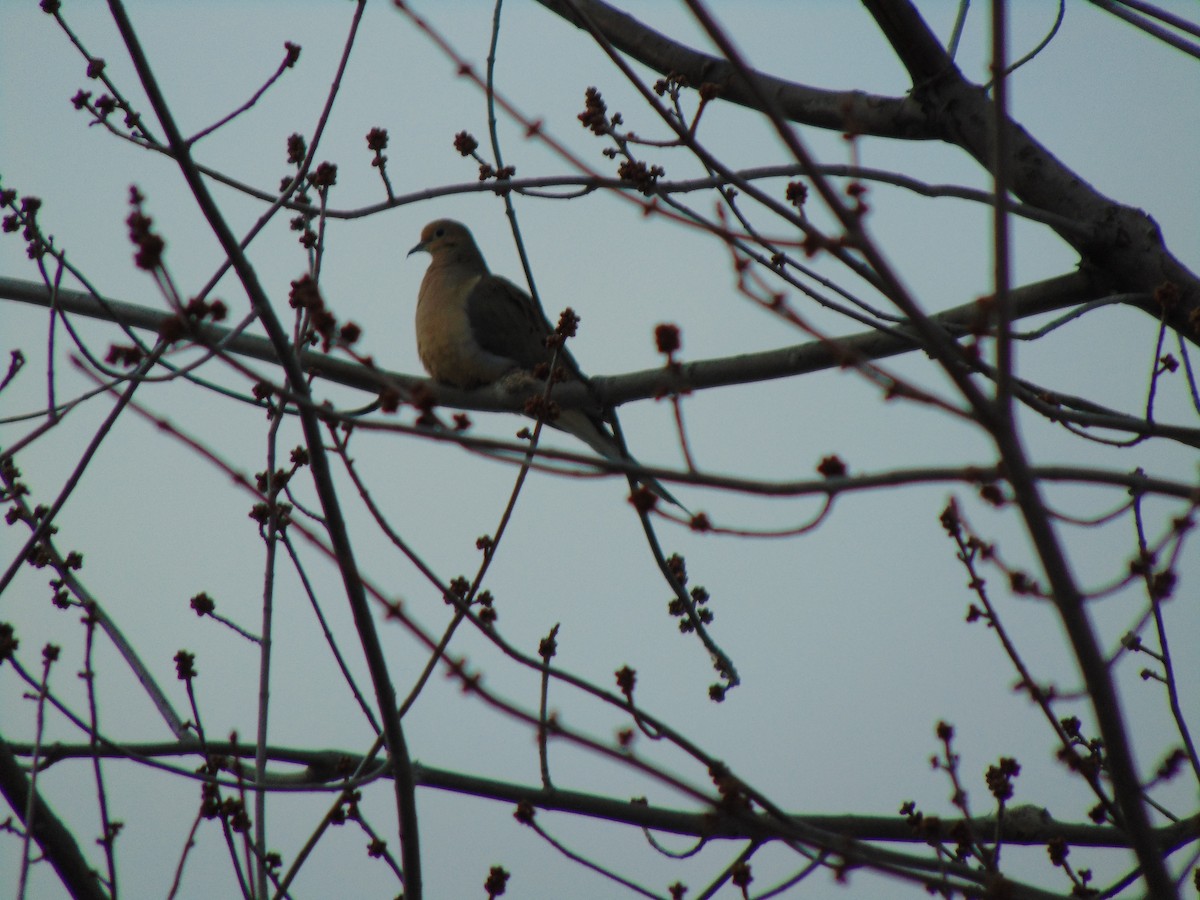 Mourning Dove - Matthew Thompson
