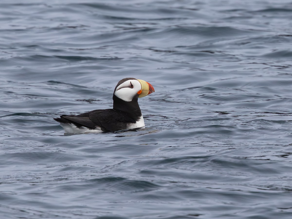 Horned Puffin - ML641631615