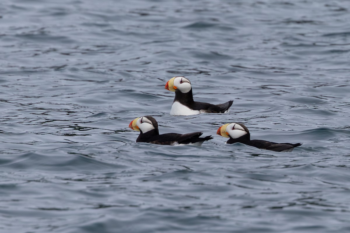 Horned Puffin - ML641631616