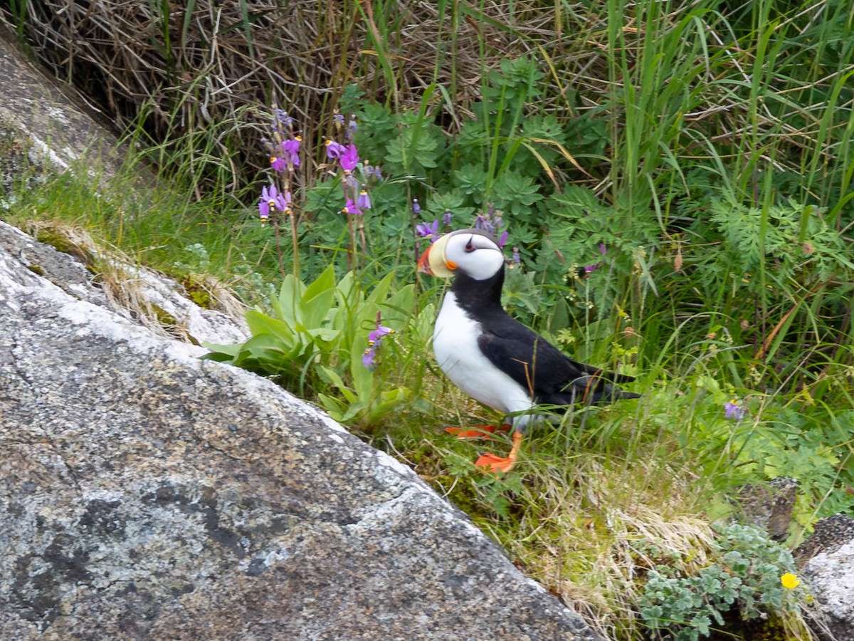 Horned Puffin - ML641631617