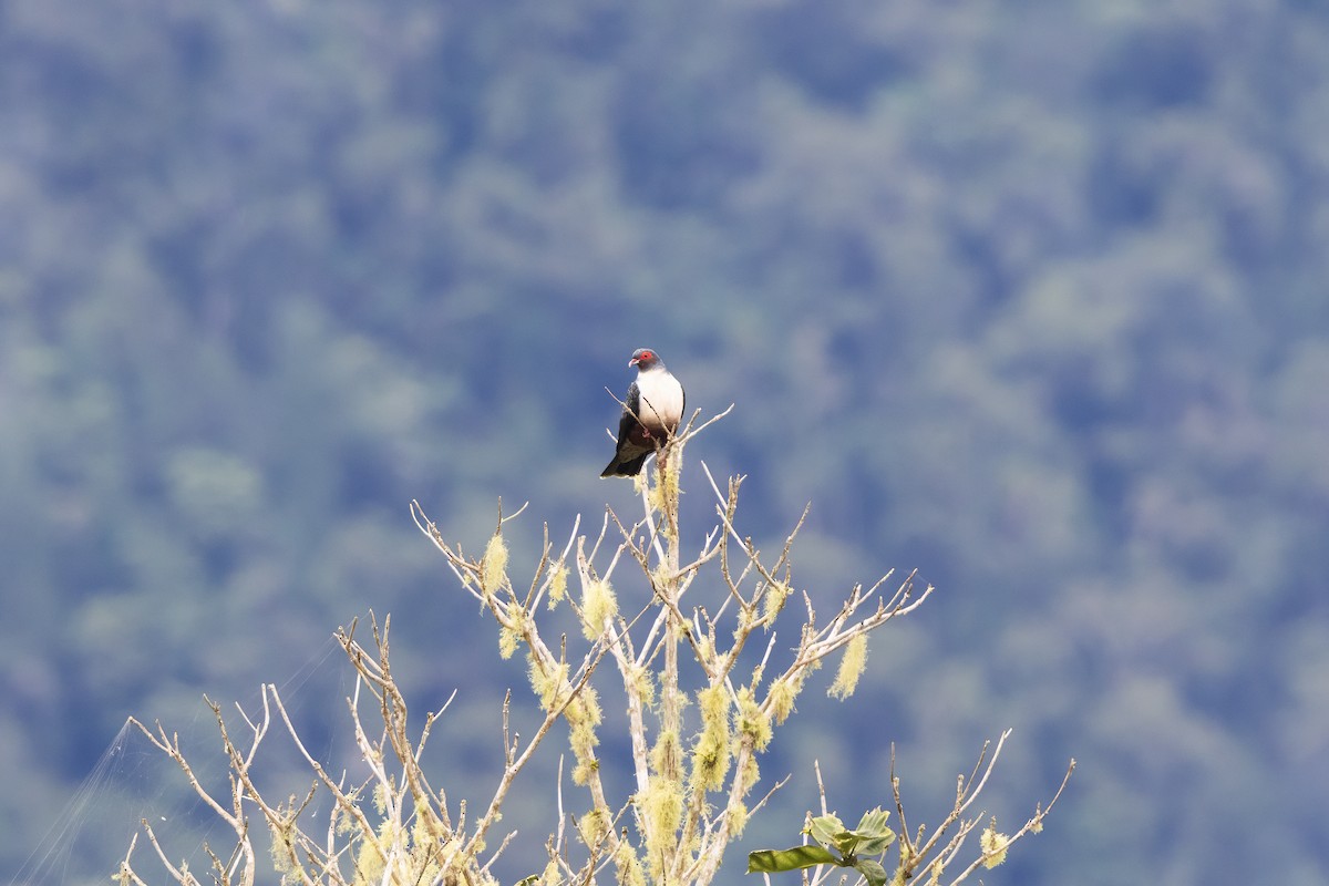 papuafjelldue - ML641631629