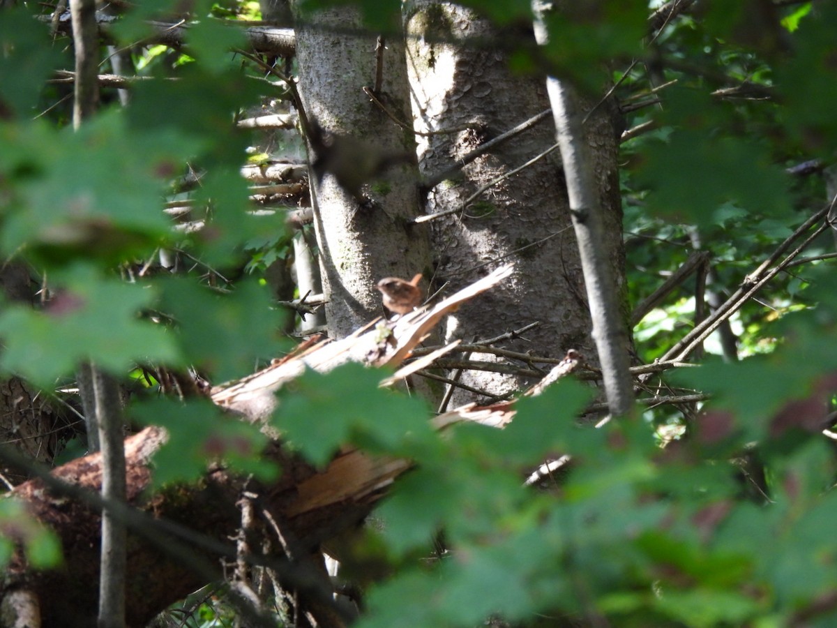 Troglodyte des forêts - ML641631640