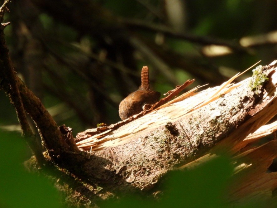 Troglodyte des forêts - ML641631641