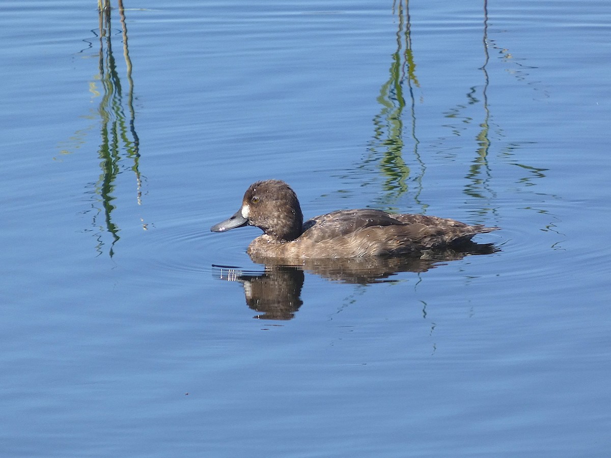 コスズガモ - ML641631654