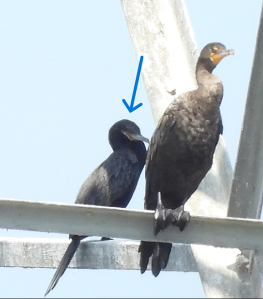Neotropic Cormorant - ML641631655