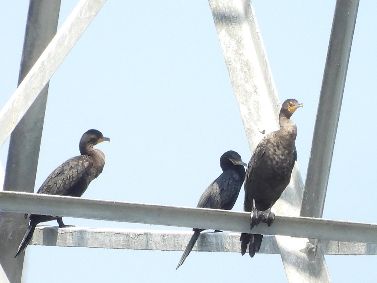 Neotropic Cormorant - ML641631674