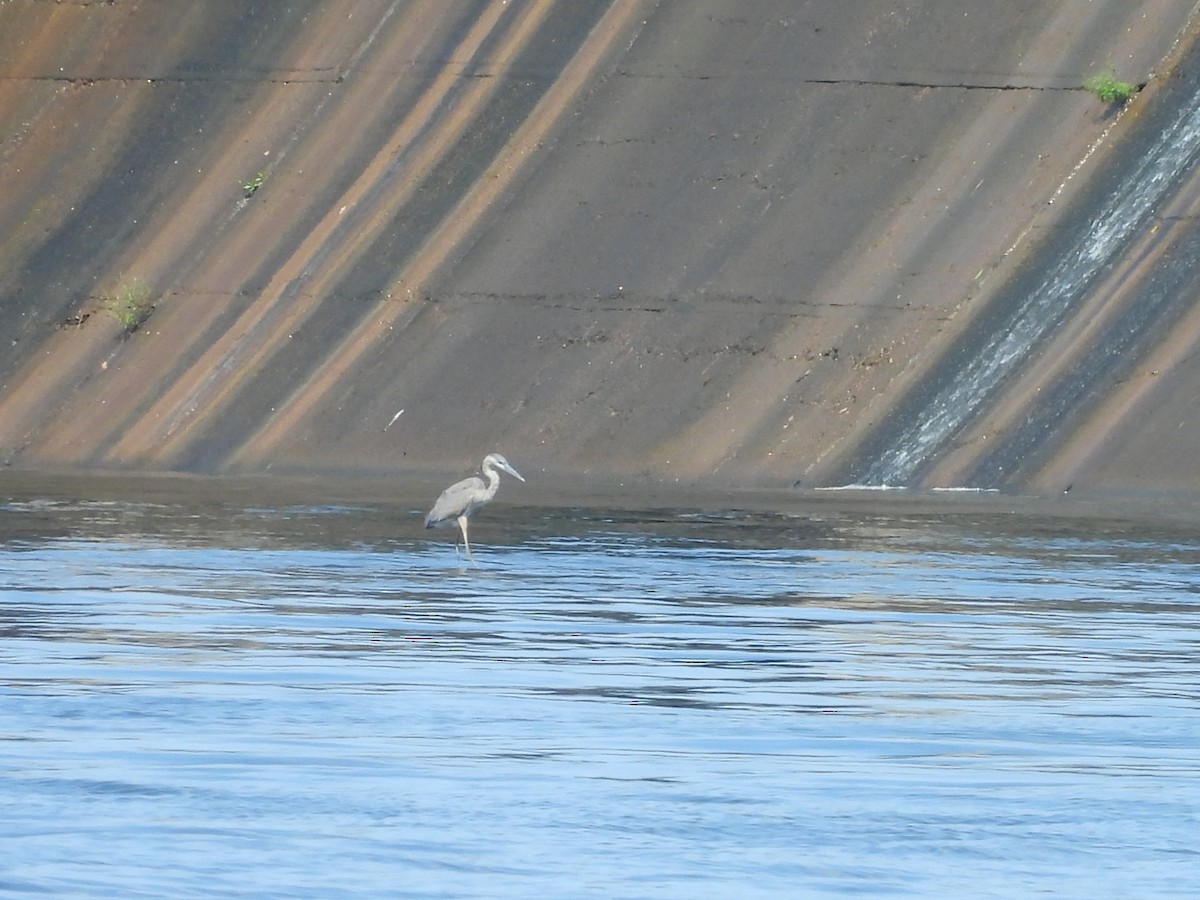 Great Blue Heron (Great Blue) - ML641631717