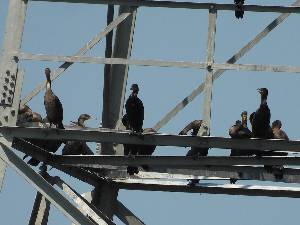 Double-crested Cormorant - ML641631744