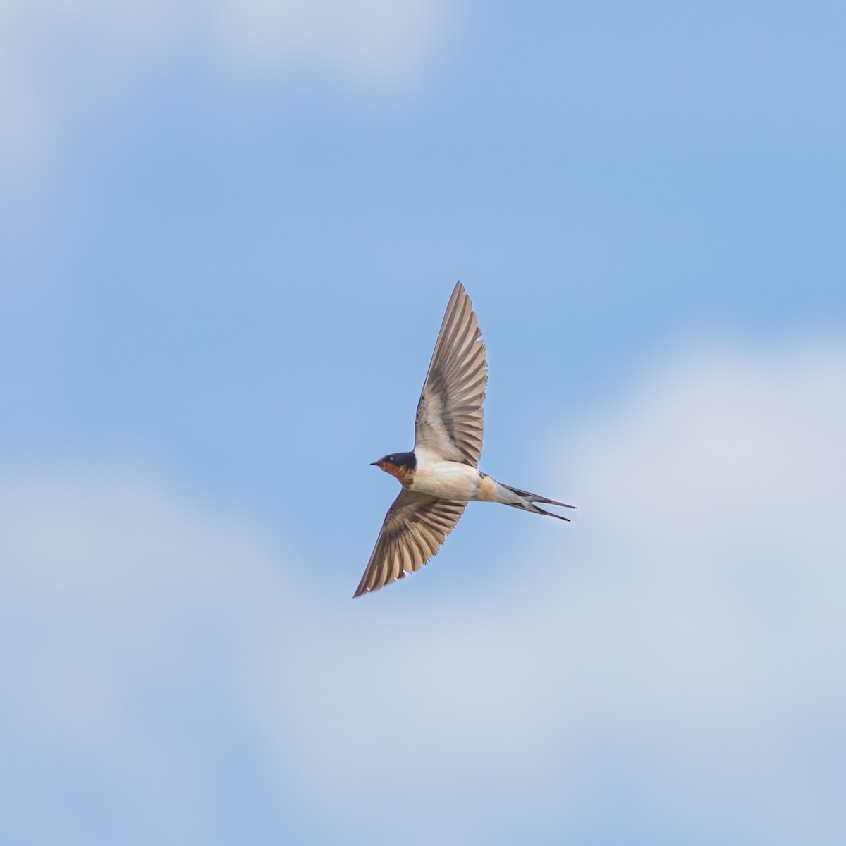 Barn Swallow - ML641631766