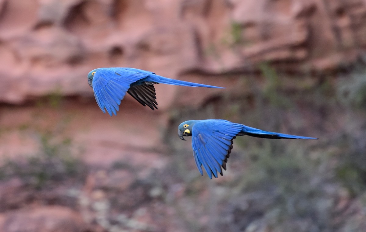 Indigo Macaw - ML641631769