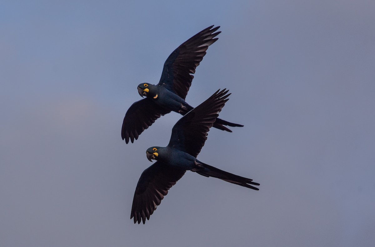 Indigo Macaw - ML641631770