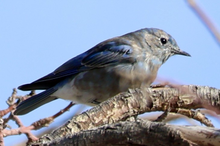 Mountain Bluebird - ML641631798
