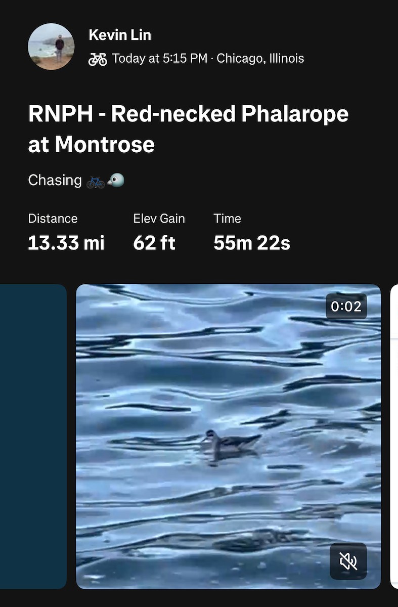 Falaropo beccosottile - ML641631862