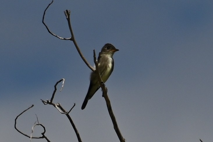 Olive-sided Flycatcher - ML641631871
