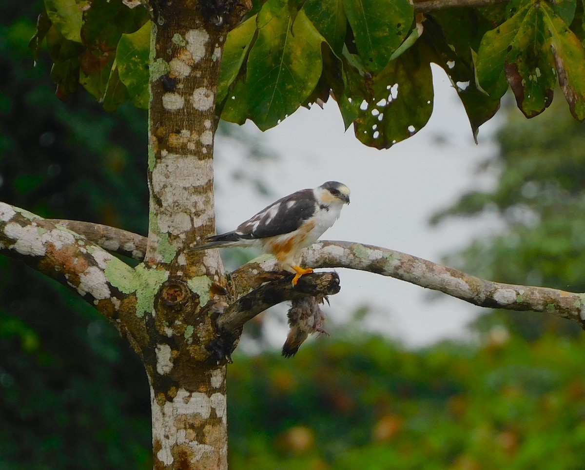 Pearl Kite - ML641631897