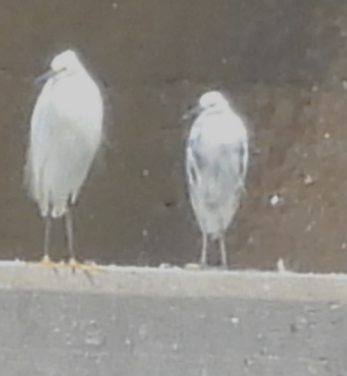 Little Blue Heron x Snowy Egret (hybrid) - ML641631900