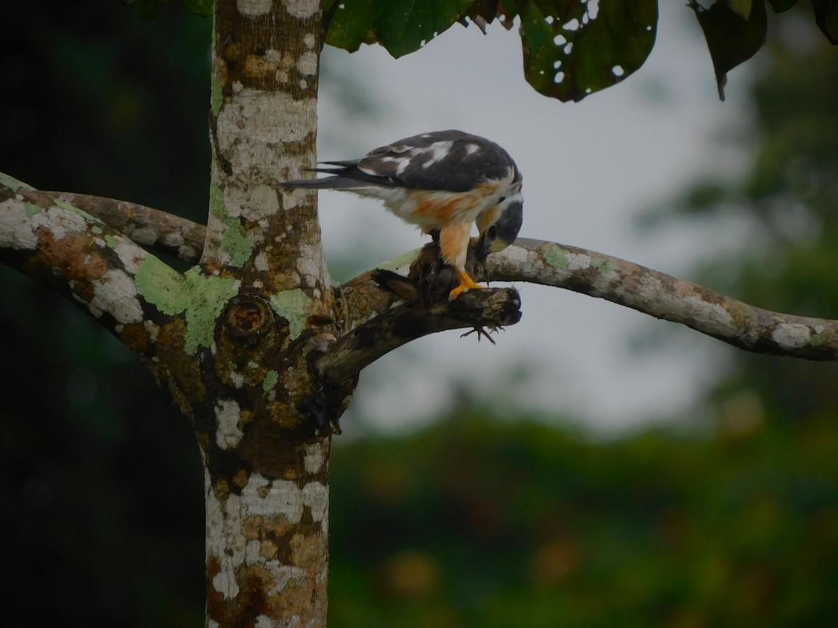 Pearl Kite - ML641631904