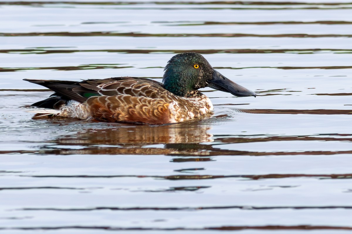 Northern Shoveler - ML641631913