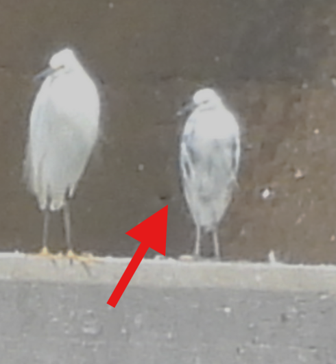 Little Blue Heron x Snowy Egret (hybrid) - ML641631914