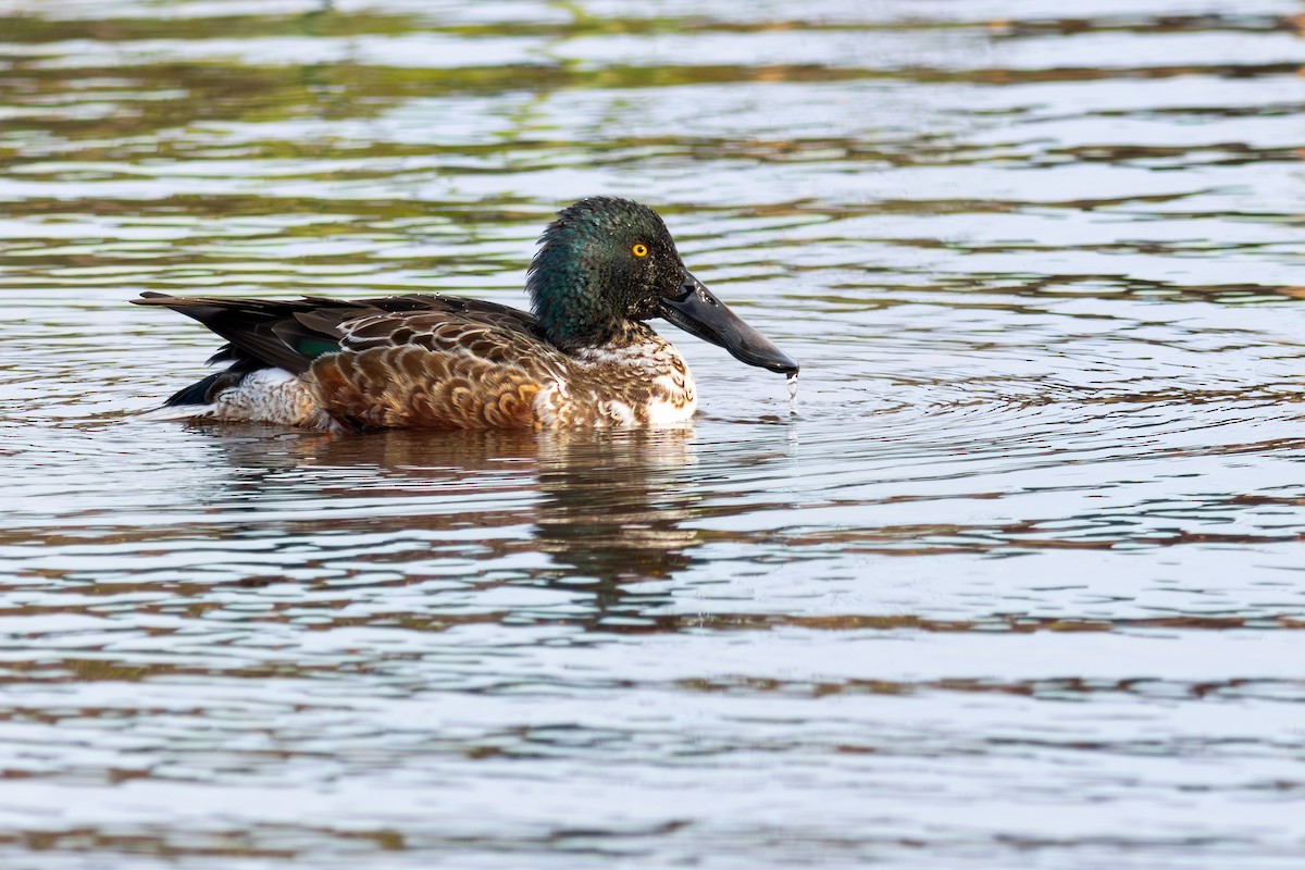 Northern Shoveler - ML641631915