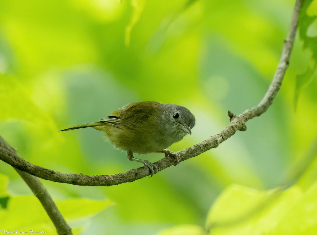 Lesser Greenlet - ML641631929