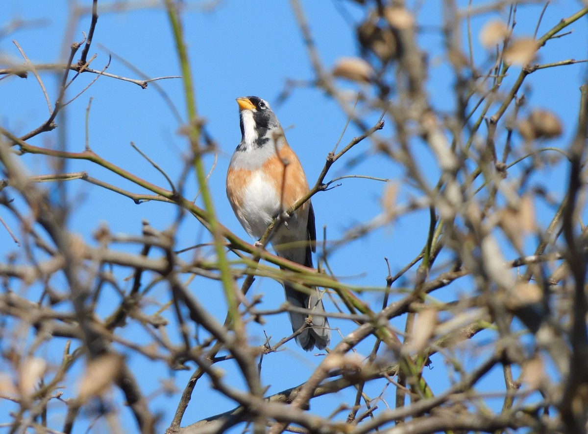Many-colored Chaco Finch - ML641631933