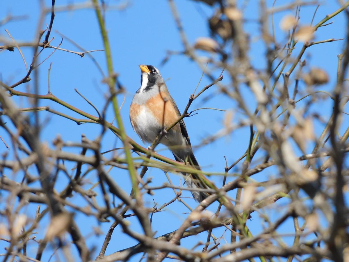 Many-colored Chaco Finch - ML641631934